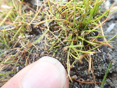 Isolepis basilaris