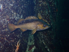 Sebastes flavidus
