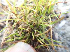 Isolepis basilaris