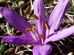 Colchicum bulbocodium