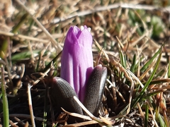 Colchicum bulbocodium