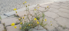 Senecio glaucus