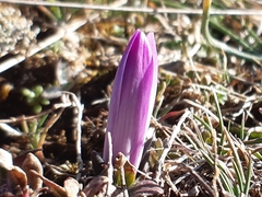 Colchicum bulbocodium