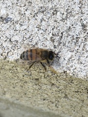 Apis mellifera