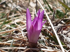 Colchicum bulbocodium