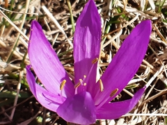 Colchicum bulbocodium