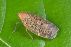 Achilidae
