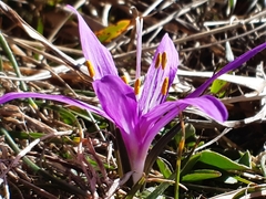 Colchicum bulbocodium