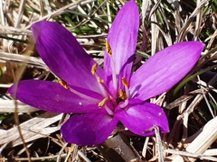 Colchicum bulbocodium
