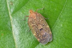 Achilidae