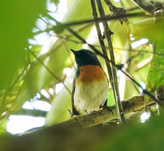 Cyornis rubeculoides