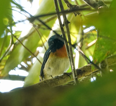 Cyornis rubeculoides