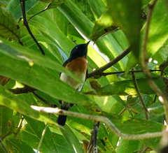 Cyornis rubeculoides