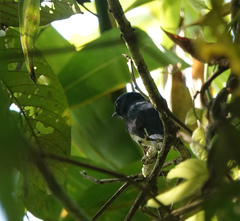 Cyornis rubeculoides