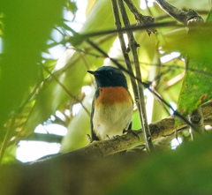 Cyornis rubeculoides