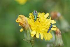 Oedemera virescens