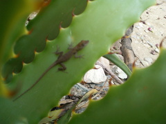Anolis carlliebi