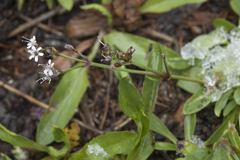 Gypsophila cephalotes