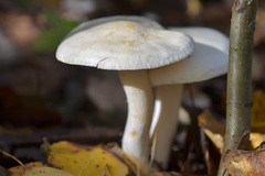 Tricholoma album