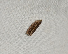 Phaecadophora fimbriata