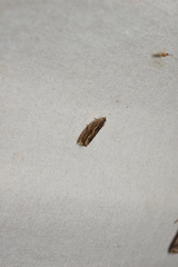 Phaecadophora fimbriata