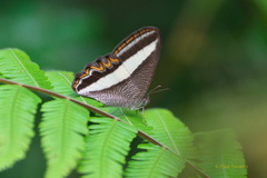 Oressinoma sorata