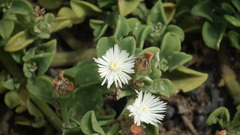 Mesembryanthemum aitonis