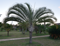 Dypsis decaryi
