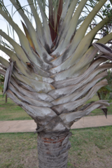 Dypsis decaryi