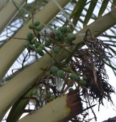 Dypsis decaryi