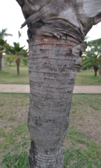 Dypsis decaryi