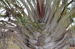 Dypsis decaryi