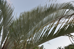 Dypsis decaryi