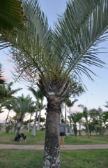 Dypsis decaryi