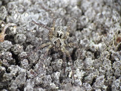 Artoriinae