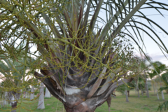 Dypsis decaryi