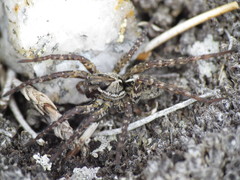 Artoriinae