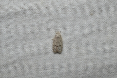 Scythropiodes leucostola
