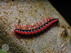 Helicorthomorpha