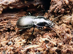 Pterostichus aethiops