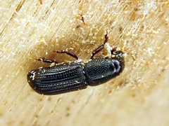 Rhyncolus sculpturatus