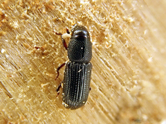 Rhyncolus sculpturatus