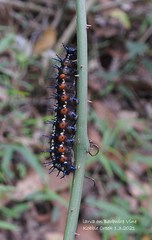 Doleschallia bisaltide australis