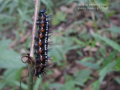Doleschallia bisaltide australis