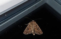 Ichneutica morosa