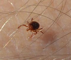 Amblyomma triguttatum