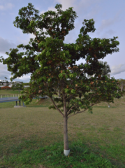 Terminalia cherrieri