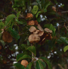 Terminalia cherrieri