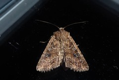 Ichneutica morosa