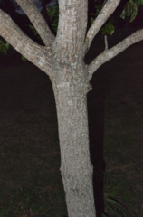 Terminalia cherrieri